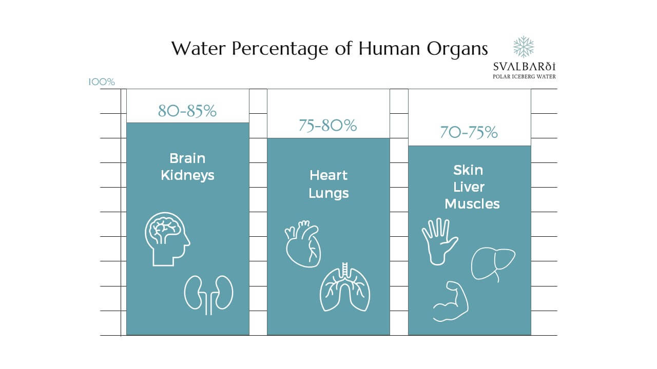 Water is Large Percentage of Key Human Organs