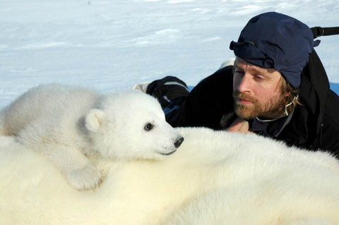 Population of polar bears