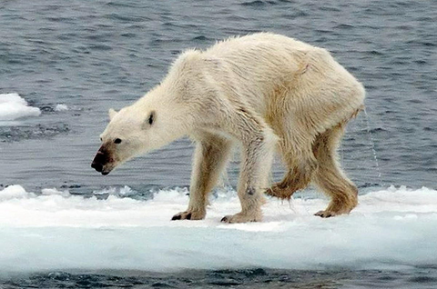 Thin polar bear said to be old, ill, or starving seen in Svalbard population