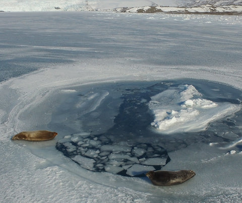 Svalbard Svalbardi Water Seal Isfjorden Wildlife Environment Protection