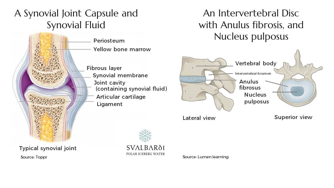 Water Components of Synovial Joints and Intervertebratal Discs