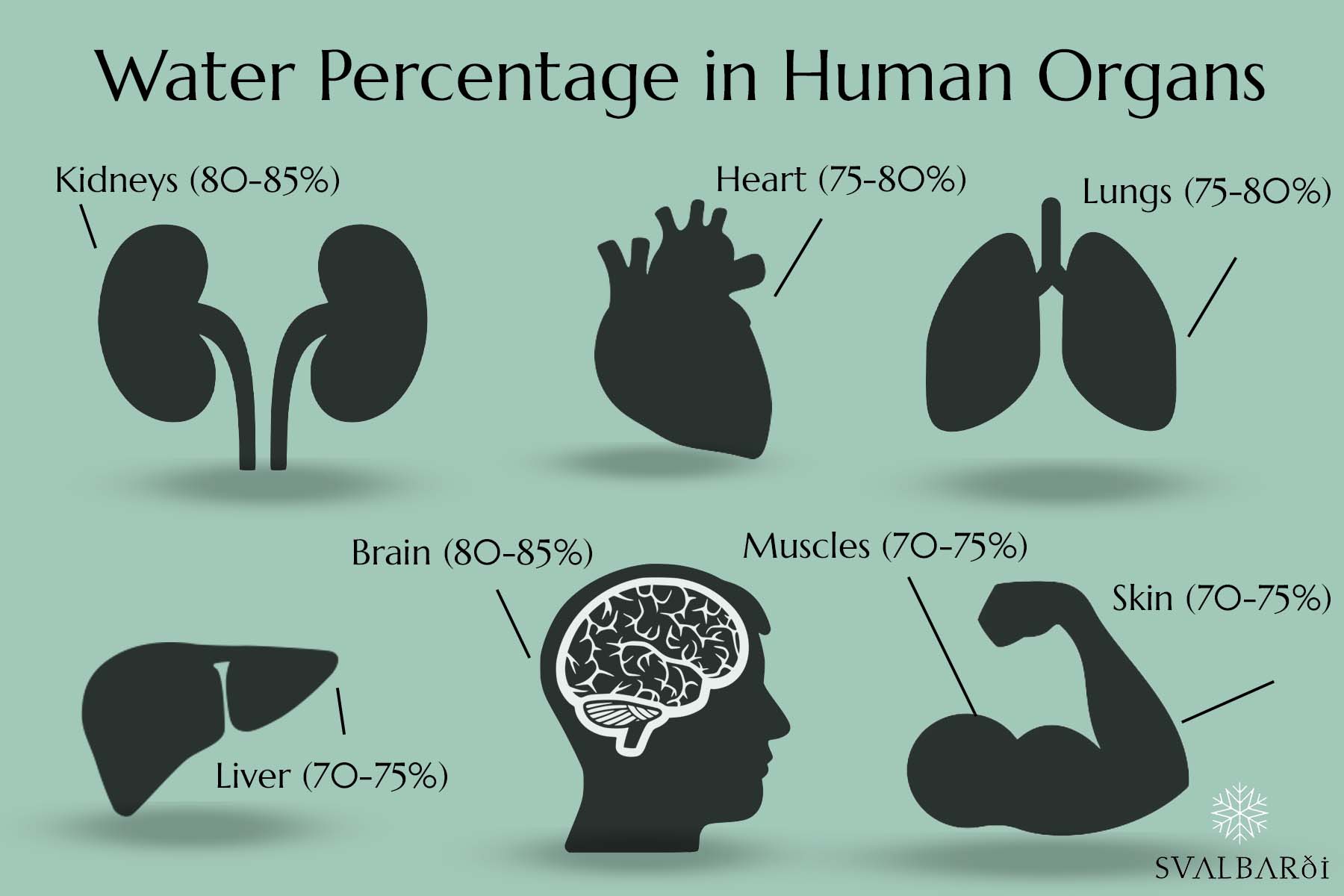 Water Percentage in Main Human Organs