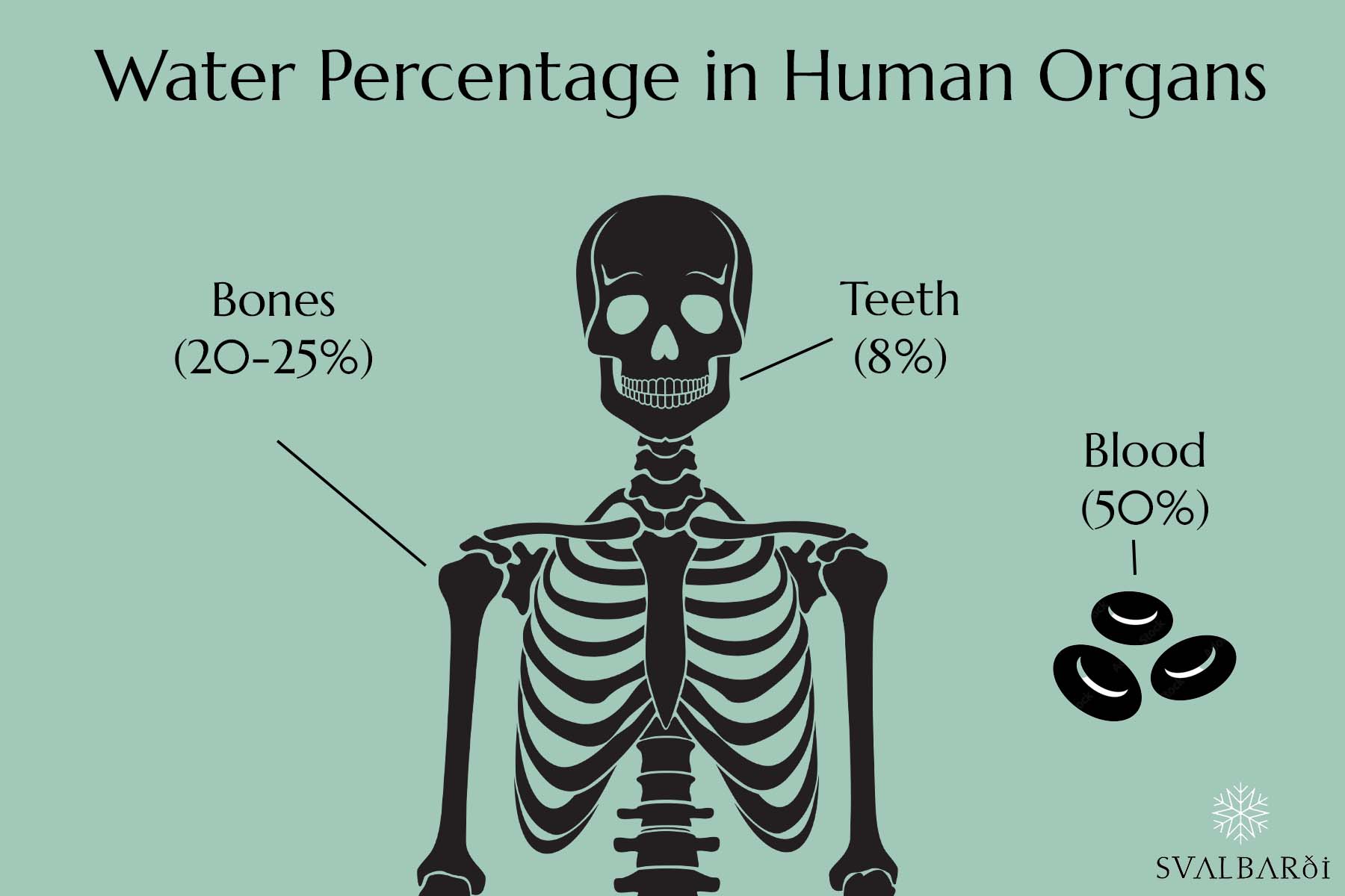Water Percentages in Human Bones Teeth and Blood