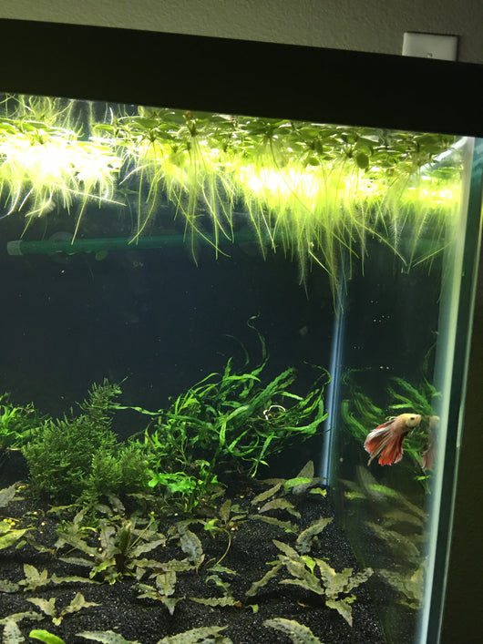 Amazon Frogbit Rice Family Aquatics