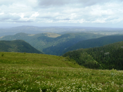 Black Forest