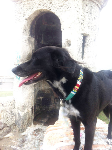 Shark hiking through ruins in a Geopetric dog collar.