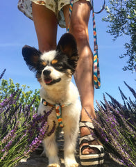 geometric puppy harness and matching lead in Play Day print