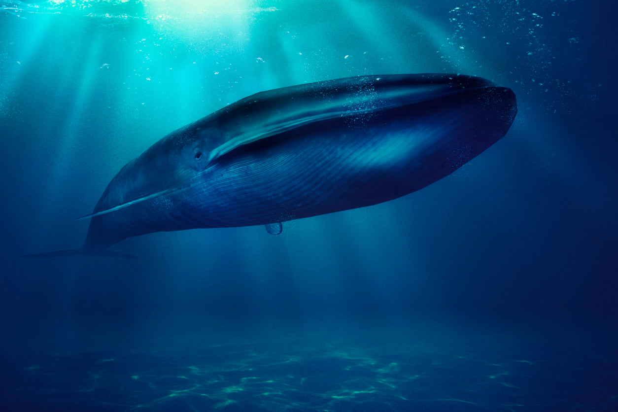 The Blue Whale: A True Ocean-Going Giant - Eco Kids Planet