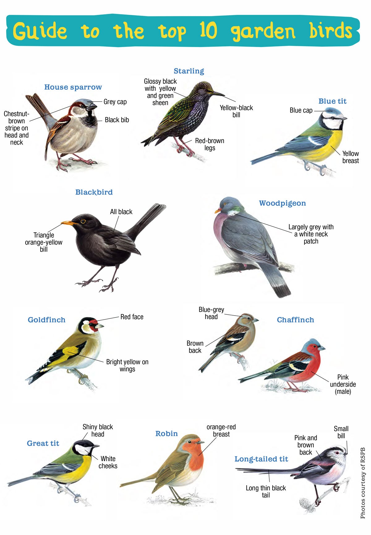 Bird Identifier Chart