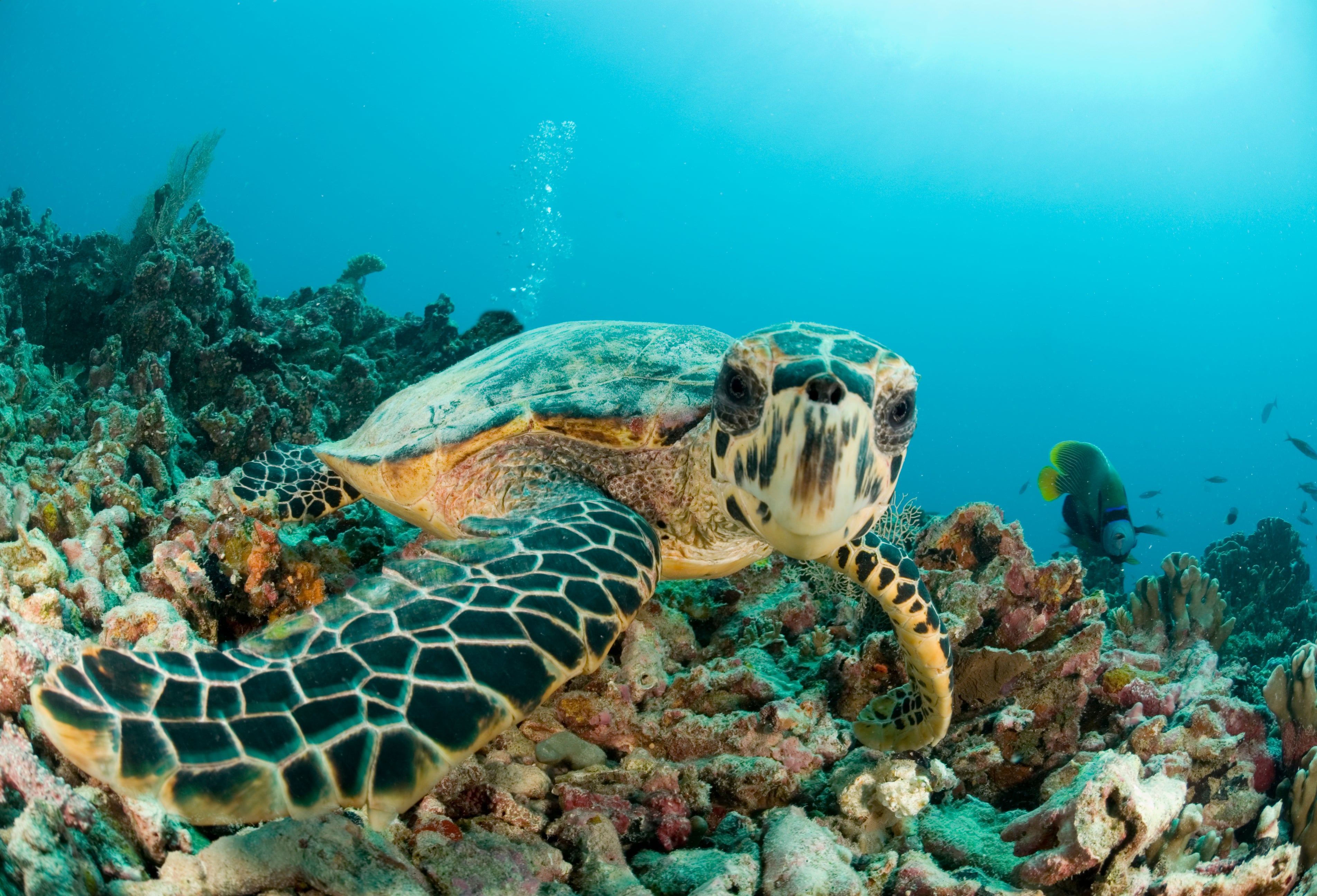 Why Are Hawksbill Turtles Endangered Brainly