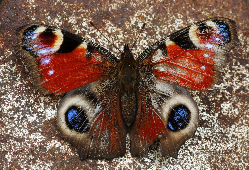 Can Butterflies Survive Outside In Winter