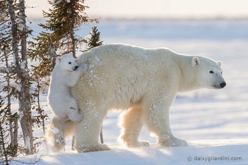 Are There Polar Bears In The Antarctic