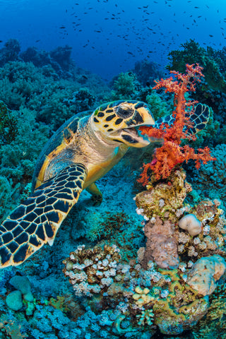 Endangered Creature Feature: The Hawksbill Turtle - Eco Kids Planet