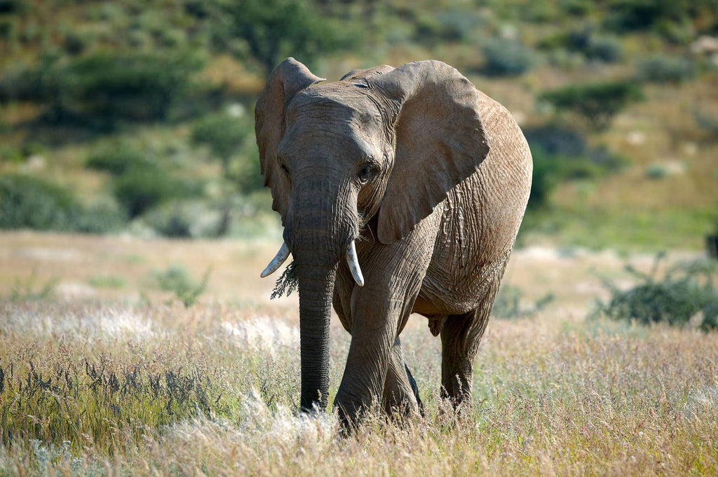 African savanna elephant