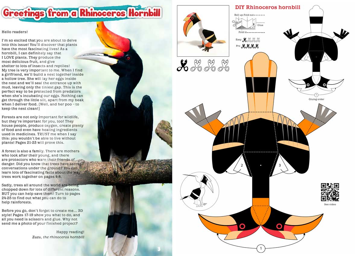 borneo-hornbill