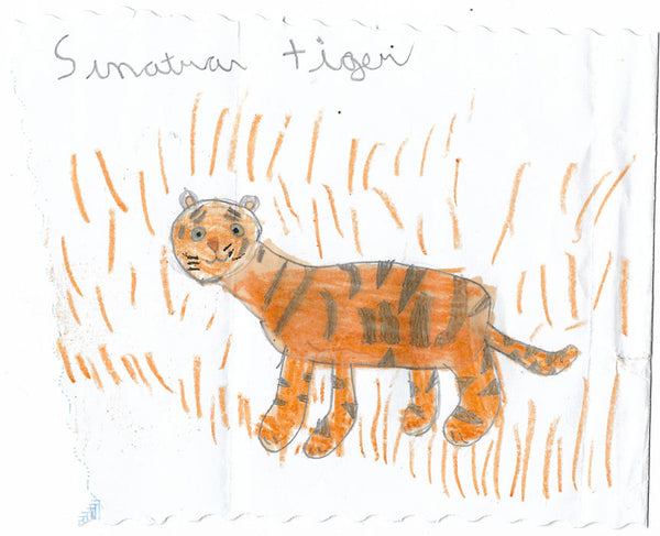 sumatran-tiger-kids-drawing