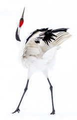 japanese-crane