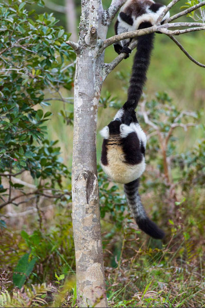 ring tailed lemur swinging