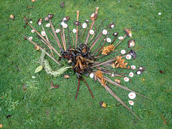 peacock-nature-art