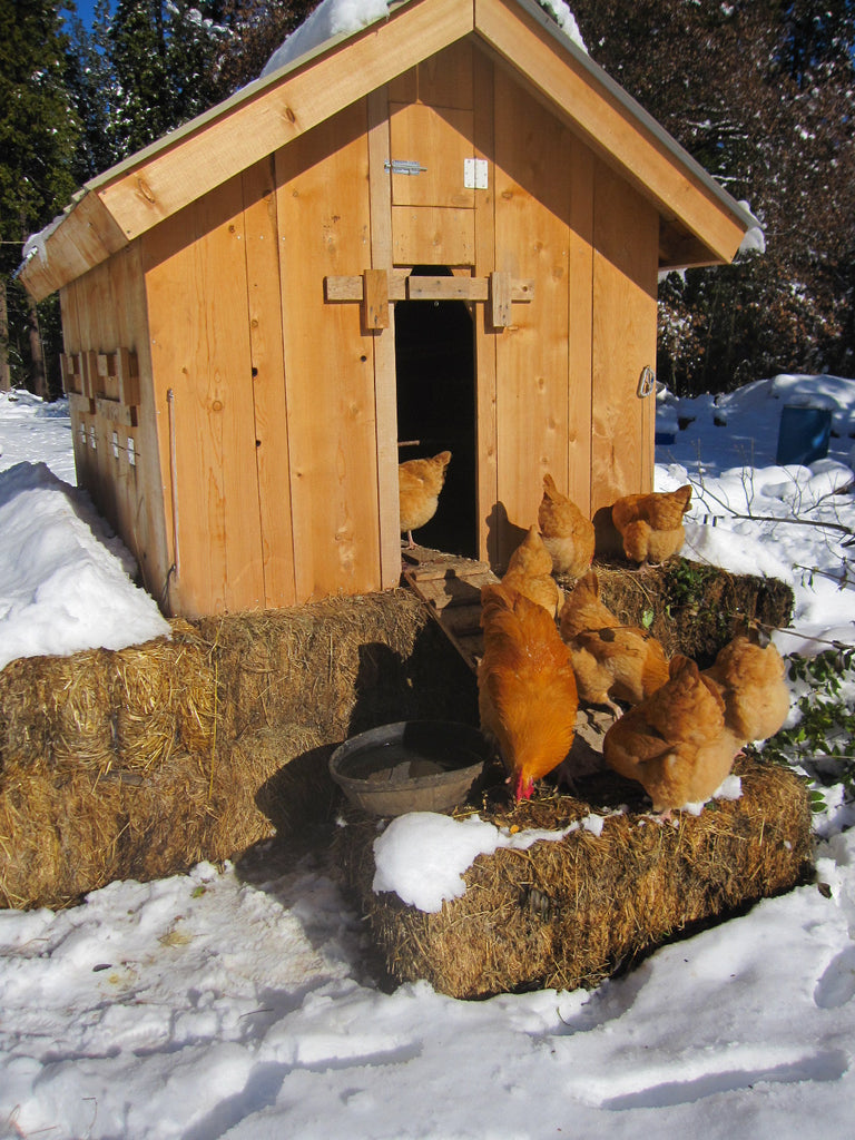 Wooden coop with several brown hens and snow all around
