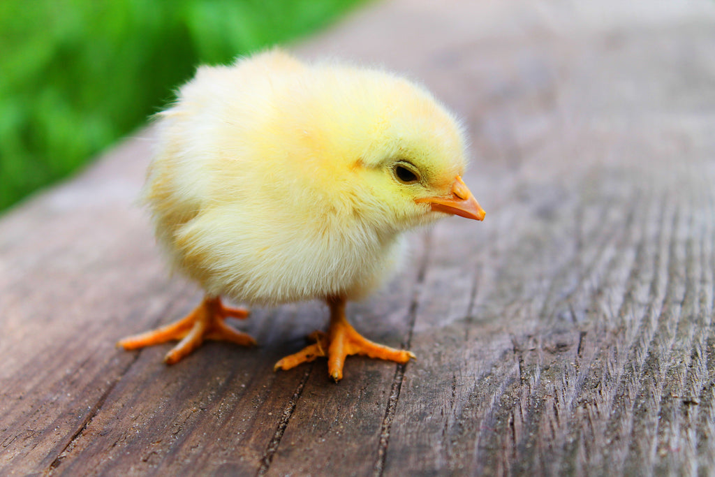 Baby chick on a wooden deck