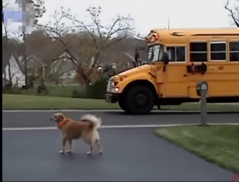 Dog Waiting for a boy on the way from school to home