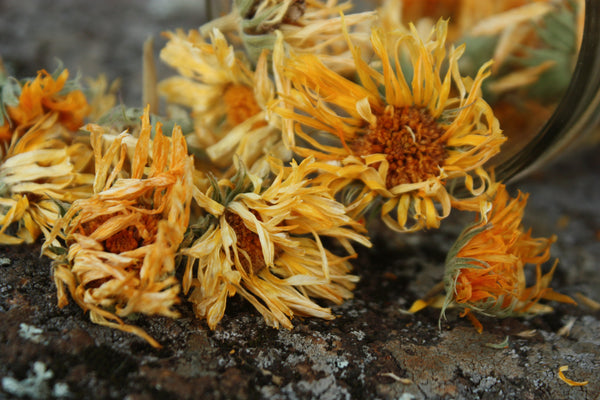 https://cdn.shopify.com/s/files/1/1540/1615/files/Dried-Calendula-Flowers_e6112aae-c430-446a-9715-6bf47129a354_grande.jpg?v=1572728775