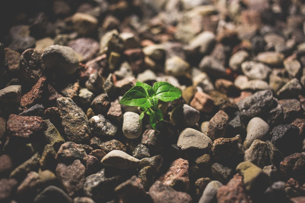 green-leaf-growing-out-of-gravel