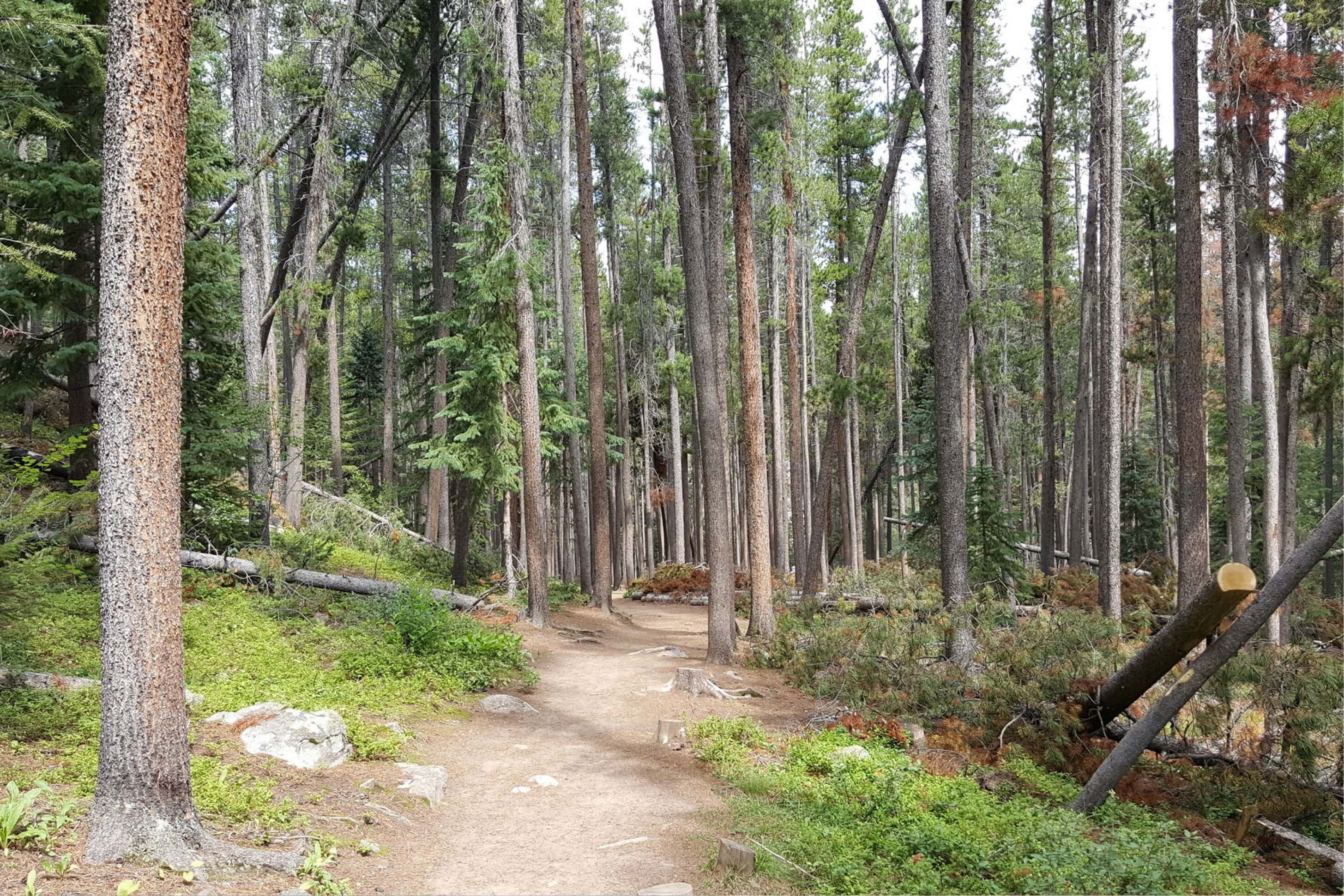 Ceran St. Vrain trail 