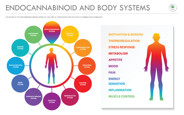 CBD and the human body