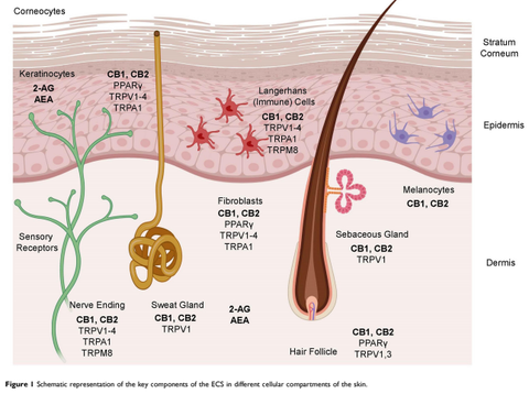 endocannabinoid system and the skin