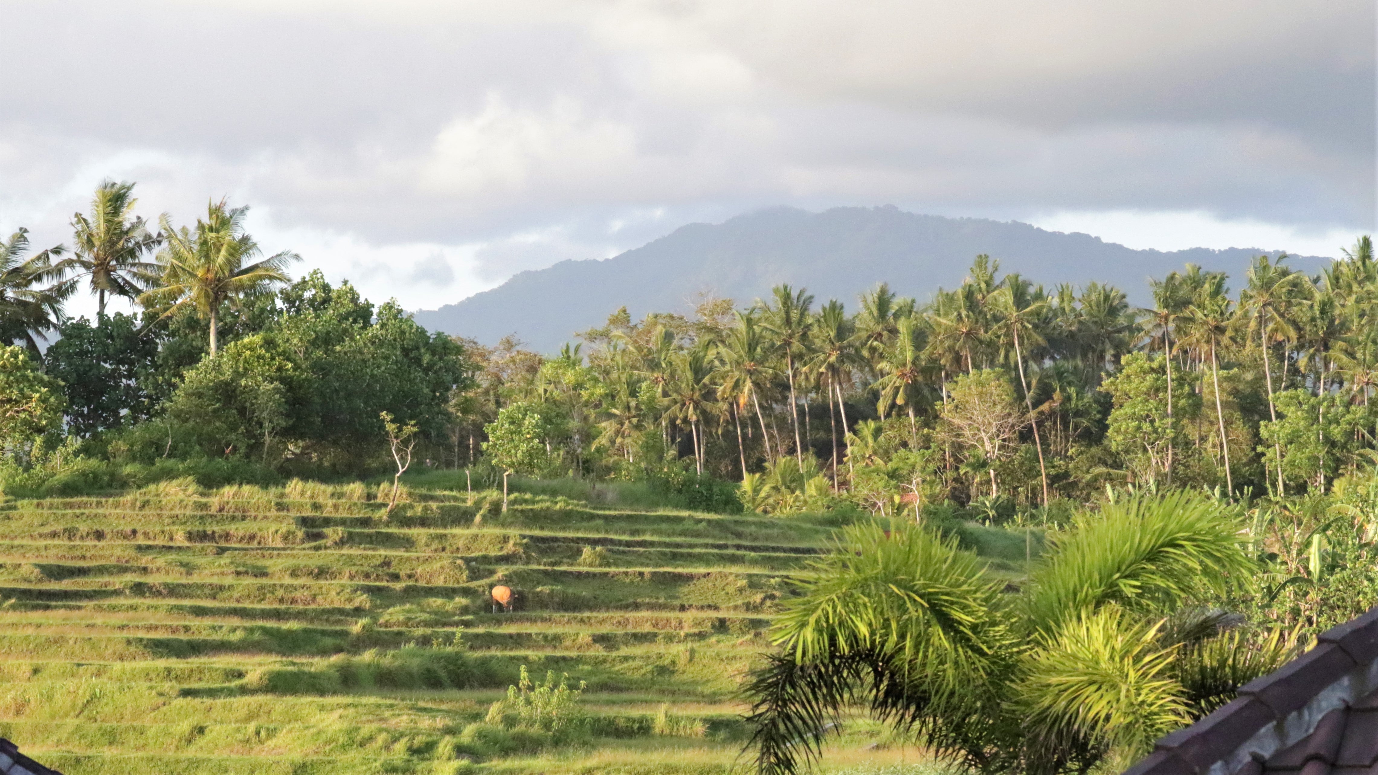 PIYOGA Photography of Bali