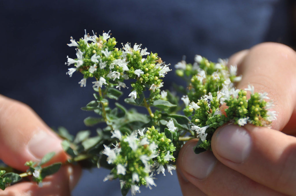 Frisch geernteter blühender Berg-Oregano aus Griechenland