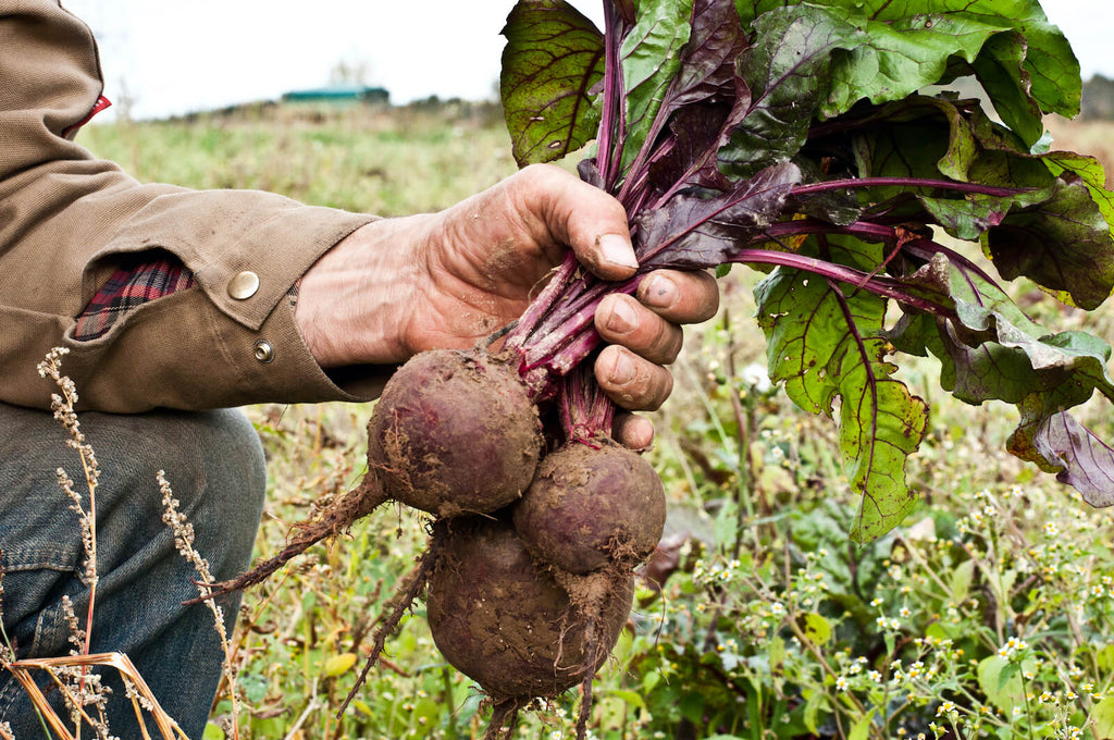 Drei frisch geerntete Knollen Rote Beete Robuschka vom Guidohof