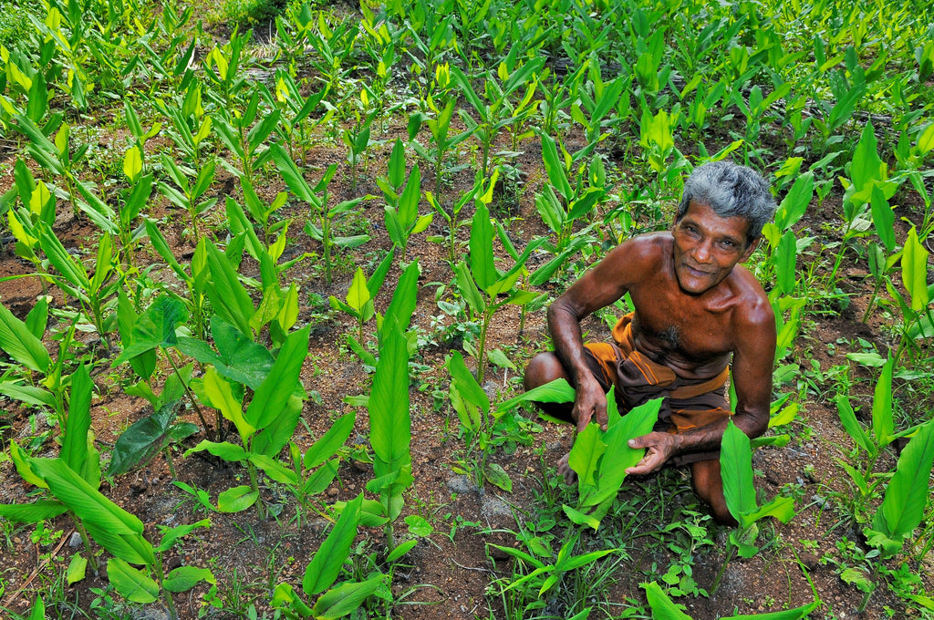 Kurkumabauer in Sri Lanka auf seinem Feld