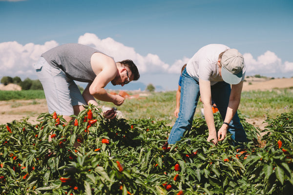 Paprikaernte auf Finca Sa Teulera mit Direkt vom Feld © Fabian Thüroff