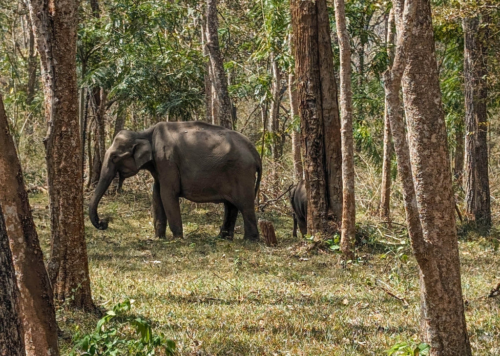 Elefanten im indischen Urwald