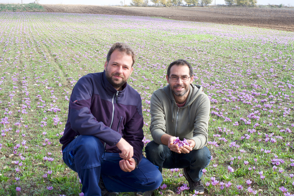 Direkt Vom Feld Erzeuger Giannis und Makis auf dem Safranfeld 