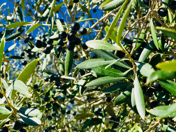 Oliven auf Mallorca - Direkt vom Feld