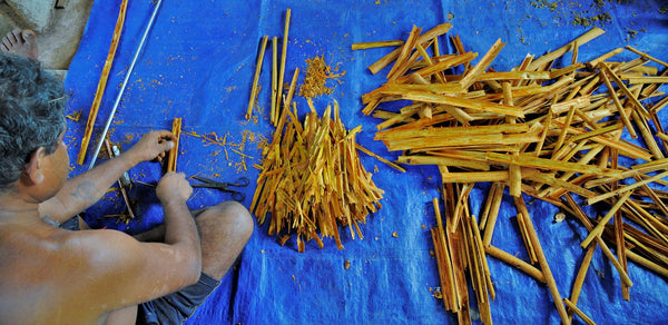 Arbeiter auf Sri Lanka rollten Ceylon-Zimtstangen