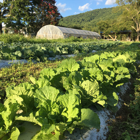 Greenhouse and vegetable field crops