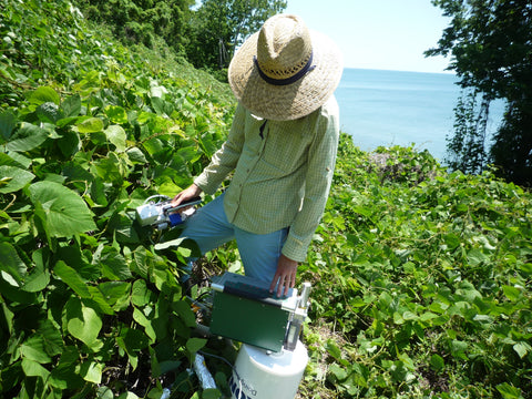 Heather Coiner measuring kudzu photosynthesis near Leamington, Ontario, July 2011