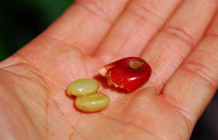 Coffee Cherry and Coffee Bean