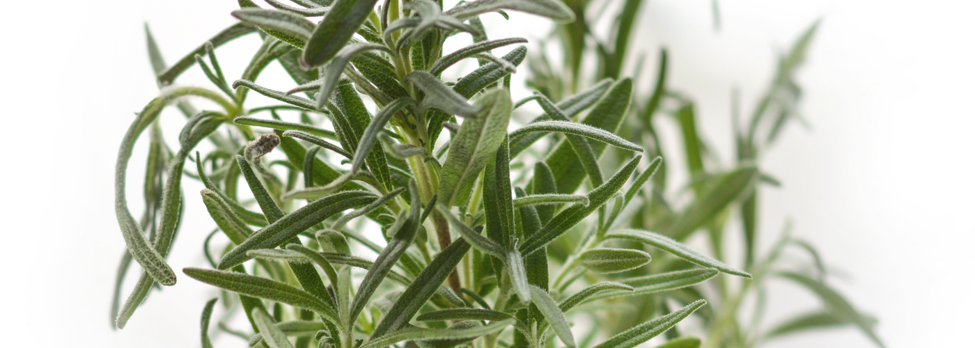 Rosemary - Oxidative Stress