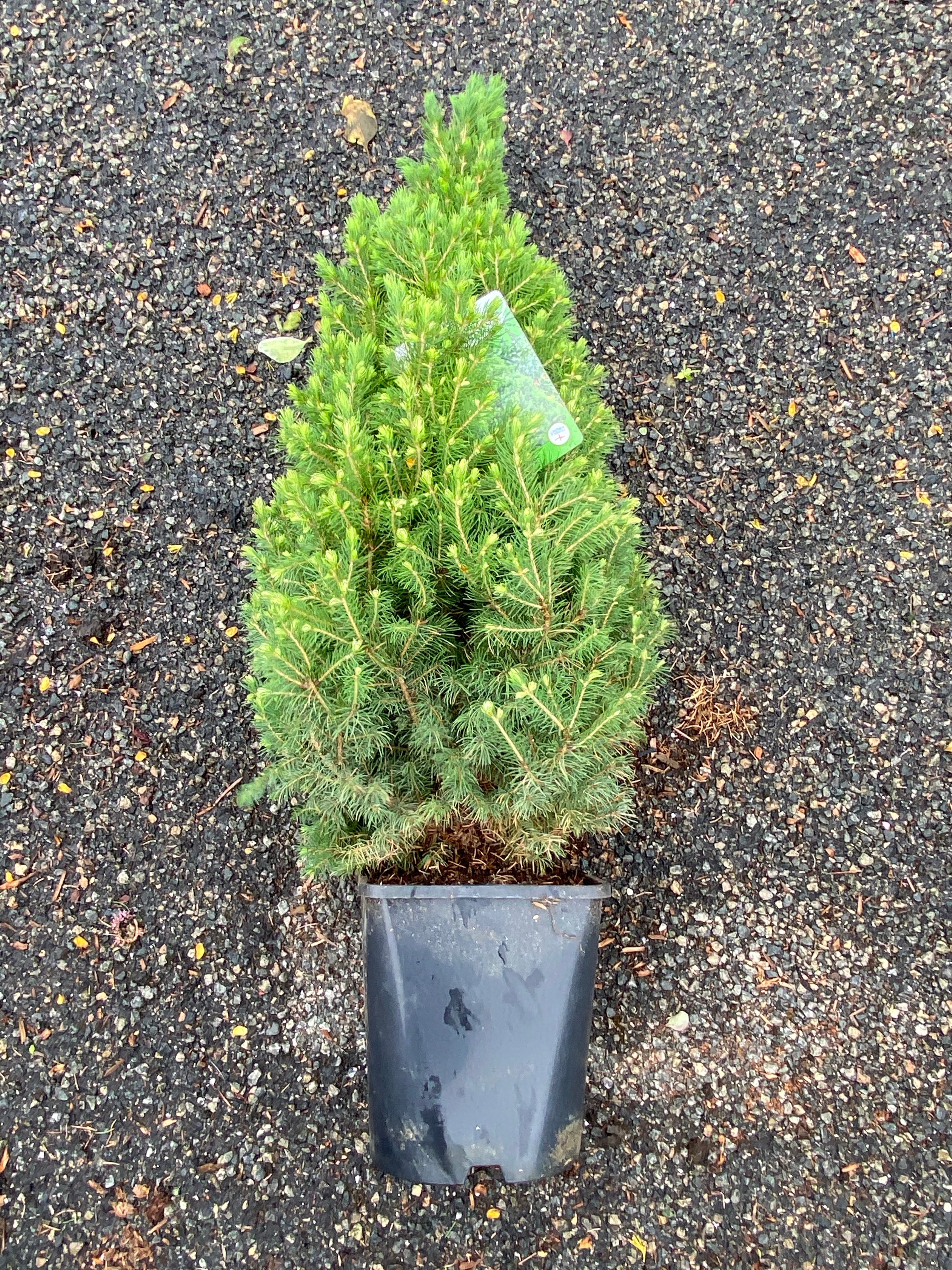 Picea Albertiana Conica Bespoke Blooms By Maybury