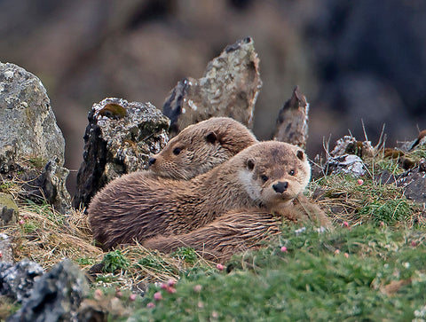 Otter Cubs