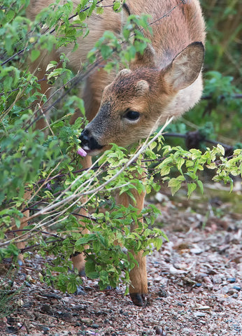 Young Roe Buck