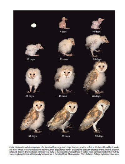 Barn Owl Conservation Handbook Pelagic Publishing