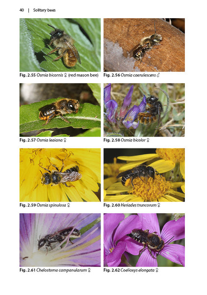 Solitary Bees Naturalists Handbooks Ted Benton