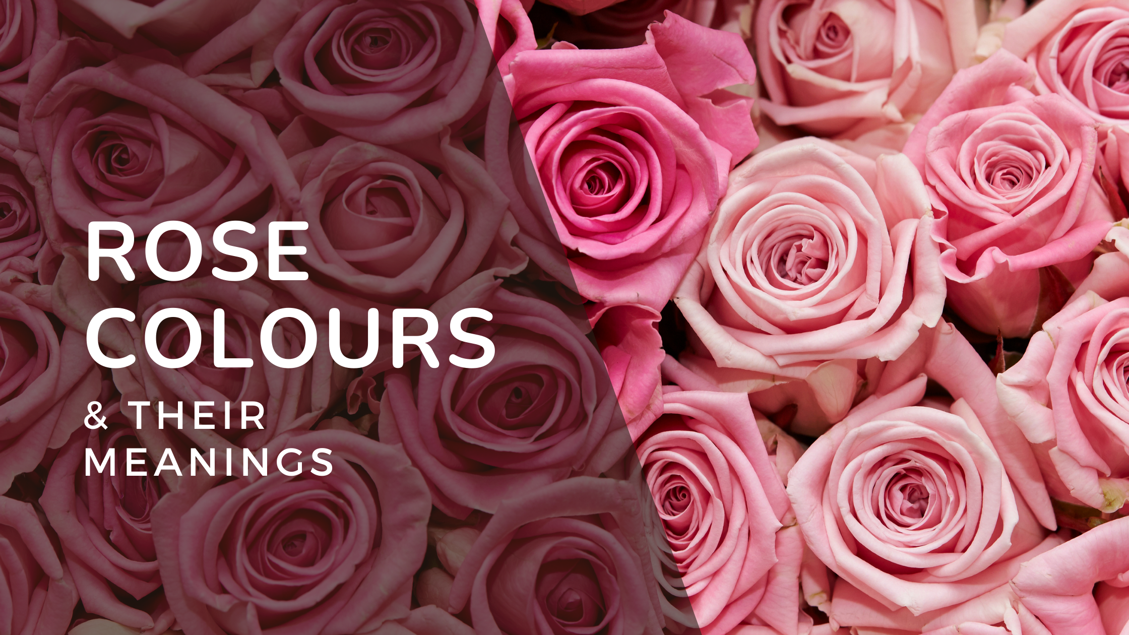 rose colours and their meanings